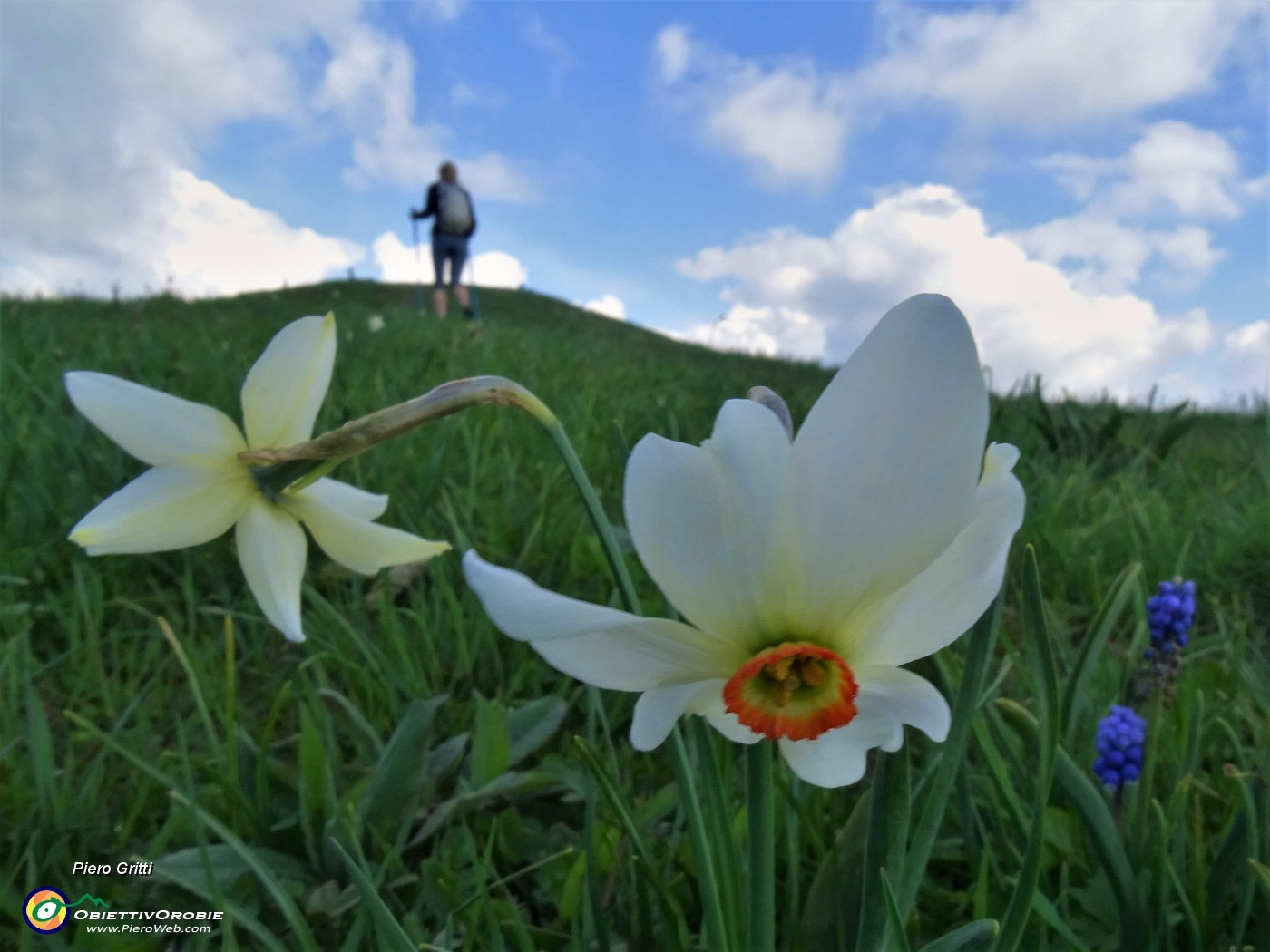 31 Narcisi e muscari in piena  fioritura.JPG